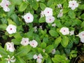 view of beautiful pink flowers at the garden with some green leaves Royalty Free Stock Photo