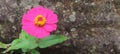 closeup view of beautiful pink flowers known as Zinnia. Floral background concept for art and quotes