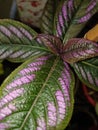 Closeup view beautiful plant nice colour pink and green