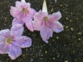 Closeup view of beautiful purple flowers on the  floor. Floral background concept for art and quotes wallpaper Royalty Free Stock Photo