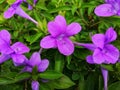 Closeup view of beautiful purple flowers at the garden. Floral background concept for art and quotes wallpaper Royalty Free Stock Photo