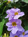 Closeup view of beautiful purple flowers at the garden. Floral background concept for art and quotes wallpaper design. Royalty Free Stock Photo