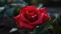 Closeup View Of Beautiful Rose Brings Out Its Subtle Elegance In