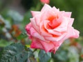 Closeup view of a beautiful pink rose flower in the garden against soft-focused background.
