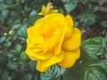 Closeup view of a beautiful yellow rose flower in the garden against soft-focused background. Royalty Free Stock Photo
