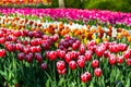 Closeup view of beautiful tulip field in bloom. Tulip flower of multiple colors - pink, yellow, violet, red, orange. Tulips are