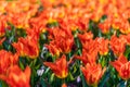 Closeup view of beautiful tulip field in bloom. Tulip flower of multiple colors - pink, yellow, violet, red, orange. Tulips are