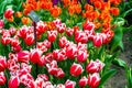 Closeup view of beautiful tulip field in bloom. Tulip flower of multiple colors - pink, yellow, violet, red, orange. Tulips are