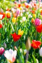 Closeup view of beautiful tulip field in bloom. Tulip flower of multiple colors - pink, yellow, violet, red, orange. Tulips are