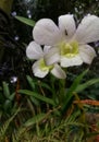 Closeup view of beautiful white colour orchid at the garden Royalty Free Stock Photo