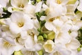 Closeup view of beautiful white freesia flowers Royalty Free Stock Photo