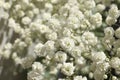 Closeup view of beautiful white gypsophila plant Royalty Free Stock Photo