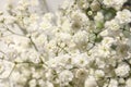 Closeup view of beautiful white gypsophila plant Royalty Free Stock Photo