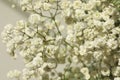 Closeup view of beautiful white gypsophila plant Royalty Free Stock Photo