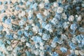 Closeup view of beautiful white and light blue gypsophila flowers Royalty Free Stock Photo