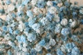 Closeup view of beautiful white and light blue gypsophila flowers Royalty Free Stock Photo