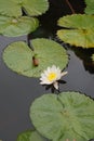 Closeup view of a beautiful white Lily flower blossom in a pond full of Leaves. Royalty Free Stock Photo
