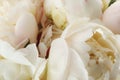 Closeup view of white peony flowers Royalty Free Stock Photo