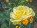 Closeup view of a beautiful yellow rose flower in the garden against soft-focused background. Royalty Free Stock Photo