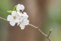 bee collecting nectar on sakura flower (yoshino cherry flower, prunus yedoensis) in springtime season Royalty Free Stock Photo