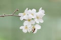 bee collecting nectar on sakura flower (yoshino cherry flower, prunus yedoensis) in springtime season