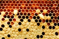 Closeup view of bees,bee larva on honey cells.