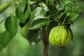 Closeup view of bergamot tree with fruit outdoors Royalty Free Stock Photo