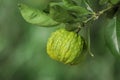 Closeup view of bergamot tree with fruit outdoors Royalty Free Stock Photo