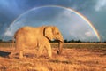 Closeup view of big African Elephant Royalty Free Stock Photo