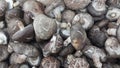 Closeup view of big pile of fresh harvested mushrooms Royalty Free Stock Photo