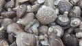 Closeup view of big pile of fresh harvested mushrooms Royalty Free Stock Photo