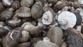 Closeup view of big pile of fresh harvested mushrooms Royalty Free Stock Photo