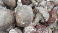 Closeup view of big pile of fresh harvested mushrooms Royalty Free Stock Photo