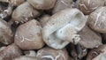 Closeup view of big pile of fresh harvested mushrooms Royalty Free Stock Photo