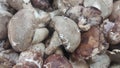 Closeup view of big pile of fresh harvested mushrooms Royalty Free Stock Photo