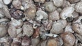 Closeup view of big pile of fresh harvested mushrooms Royalty Free Stock Photo