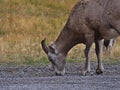 Closeup view of bighorn sheep with brown fur licking stones on a remote gravel road in Kananaskis Country, Canada. Royalty Free Stock Photo