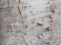Birch tree bark closeup
