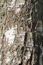 Closeup view of birch tree silver bark texture in Finland forest at summer. Suitable for an abstract background Royalty Free Stock Photo