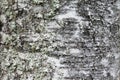 Closeup view of birch tree silver bark texture in Finland forest at summer. Suitable for an abstract background Royalty Free Stock Photo