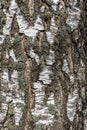 Closeup view of birch tree silver bark texture in sunny day. Suitable for an abstract background Royalty Free Stock Photo