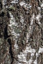 Closeup view of birch tree silver bark texture in sunny day. Suitable for an abstract background Royalty Free Stock Photo