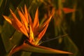 Closeup view of bird of paradise flower, (Strelitzia Reginae), Kfar Glikson Israel Royalty Free Stock Photo