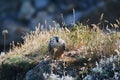 Closeup view of a bird of pray perched on the rock in daylight on a blurred background Royalty Free Stock Photo