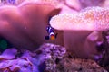 Closeup view of a Black Clownfish in a pink aquarium tank