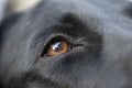 Closeup view of a black labrador dog eye Royalty Free Stock Photo
