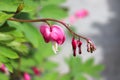 Closeup view of bleeding heart flowers blooming Royalty Free Stock Photo