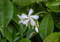 Closeup view of a bloom of star jasmine, Saint Paul de Vence, Provence, France Royalty Free Stock Photo