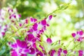 Closeup view of bloom of white, purple and pink tropical orchid flowers Royalty Free Stock Photo