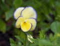 Closeup view of a bloom of wild Pansy in Vail Village, Colorado.